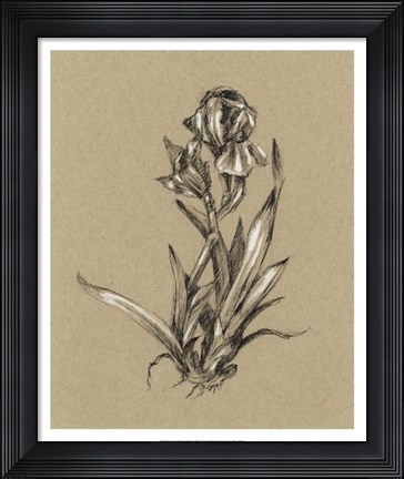 Framed Botanical Sketch Black &amp; White VI Print