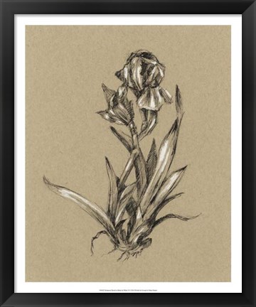 Framed Botanical Sketch Black &amp; White VI Print