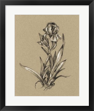 Framed Botanical Sketch Black &amp; White VI Print