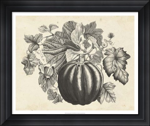 Framed Sepia Squash I Print