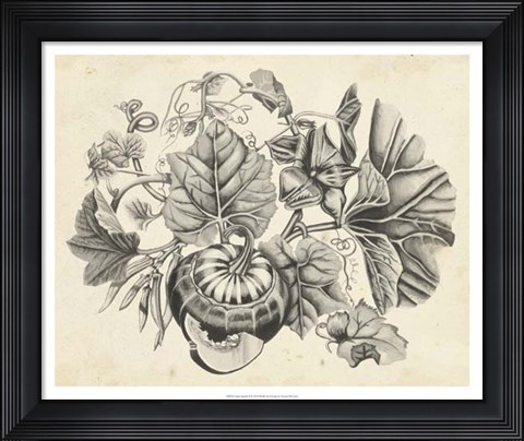 Framed Sepia Squash II Print