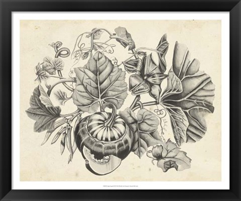 Framed Sepia Squash II Print