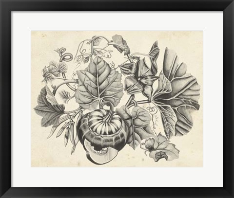 Framed Sepia Squash II Print