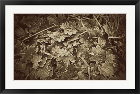 Framed Autumn Leaves Print