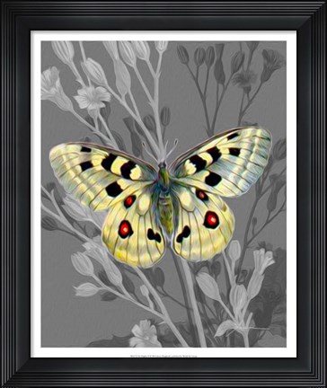 Framed On Display II Print