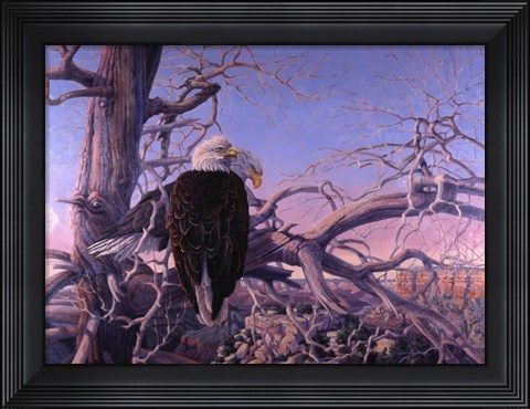 Framed Bald Eagles Print