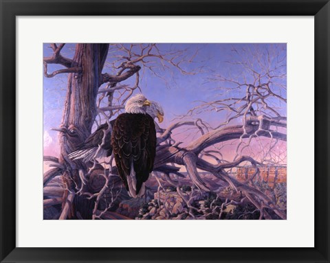 Framed Bald Eagles Print