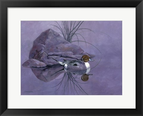 Framed Pintail Reeds Print