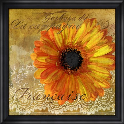Framed Gerbera Francaise Print