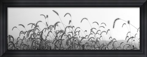 Framed Autumn Light Print