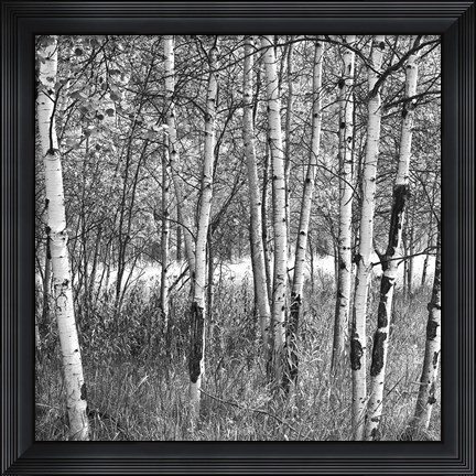 Framed Birch Forest Print