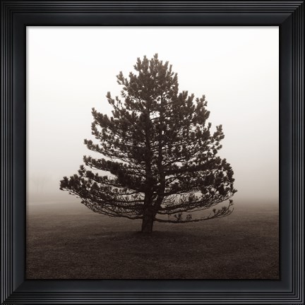 Framed Solitary Evergreen Print