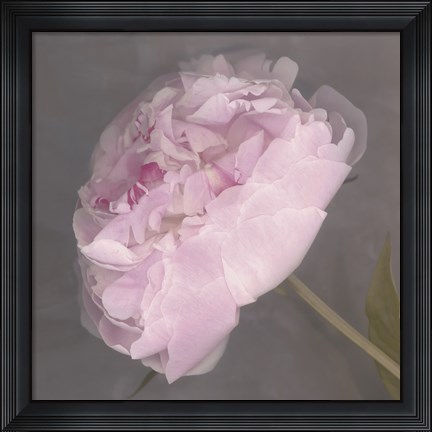 Framed Fleur Print