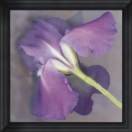 Framed Parfum Print