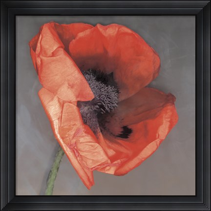Framed Rossa Print