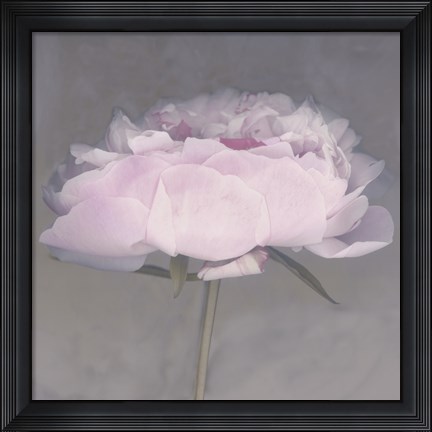 Framed Jolie Print