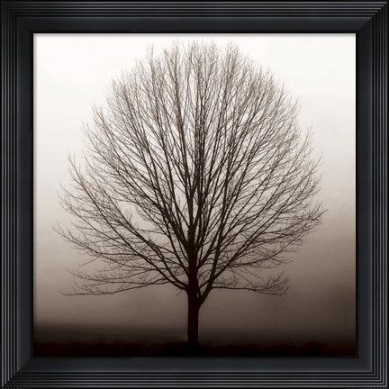 Framed Hazy Maple Print