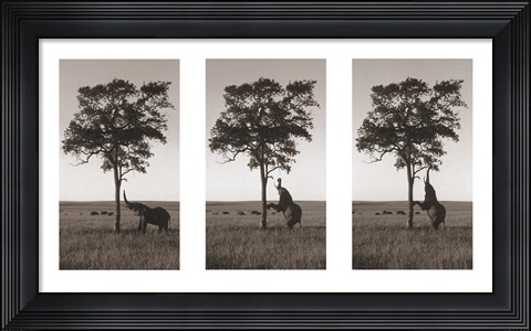 Framed Kichwa Tembo, Masai Mara Print