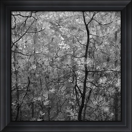 Framed Pine Bramble Print