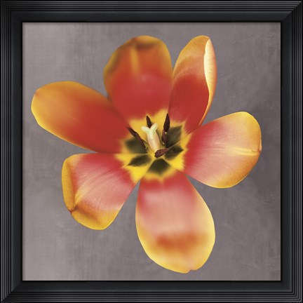 Framed Sunshine Tulip Print