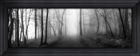 Framed Woodland Walk Print