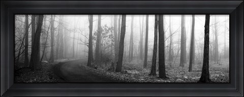 Framed Forest Path Print