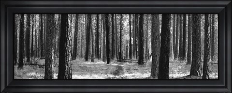 Framed Tree Curtain Print