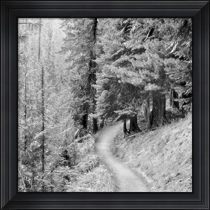 Framed Pine Path Print