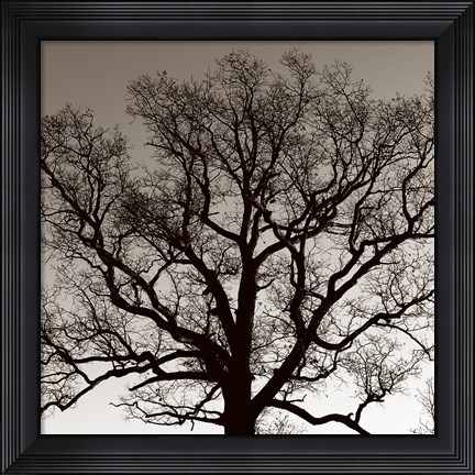 Framed Majestic Oak Print