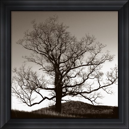 Framed Oak Hillside Print