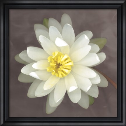 Framed Water Lily Print