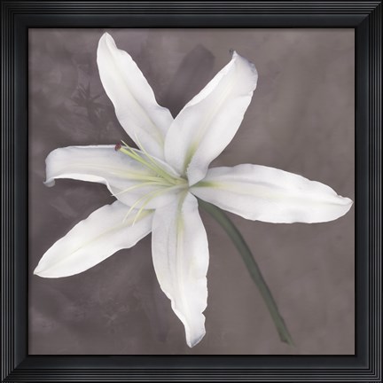 Framed White Lily Print