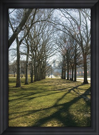 Framed Branch Shadows Print