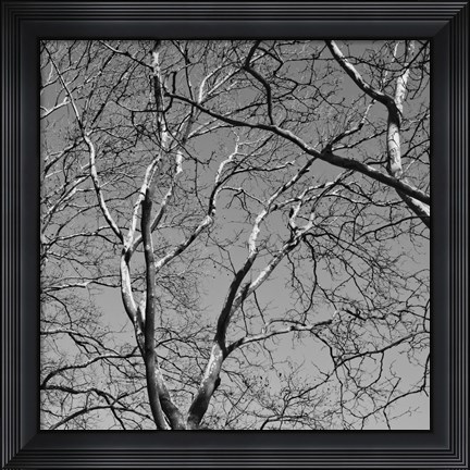Framed January Branches II Print