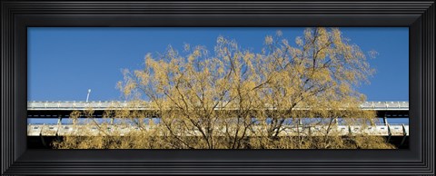 Framed Golden Tree Print