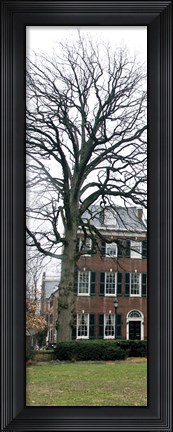 Framed Tree with House (Color) Print