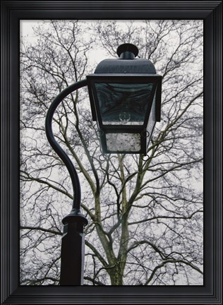 Framed Lamp and Branches (Color) Print