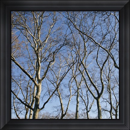 Framed January Branches I (Color) Print