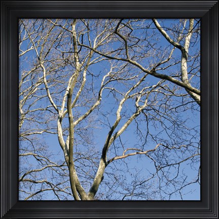 Framed January Branches II (Color) Print