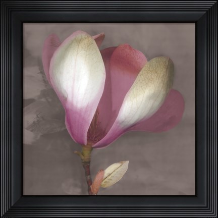 Framed Magnolia Print