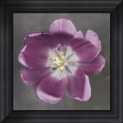 Framed Purple Tulip Print