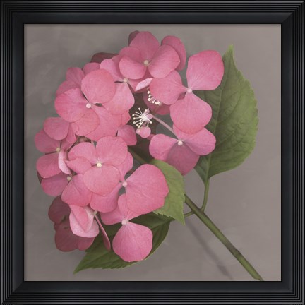 Framed Pink Hydrangea Print