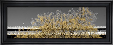Framed Golden Tree (Color and b/w) Print