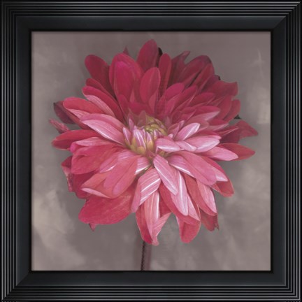 Framed Pink Zinnia Print