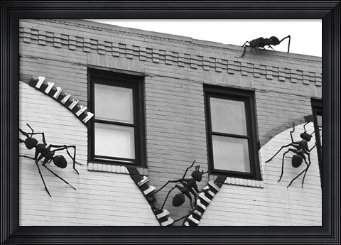 Framed Ants (b/w) Print