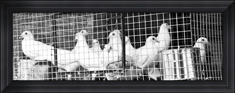 Framed Doves (b/w) Print