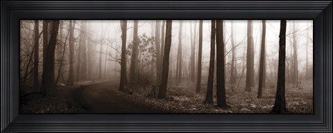Framed Forest Path (Sepia) Print