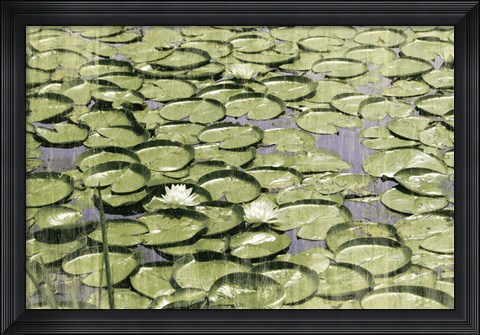 Framed Les Nympheas Print