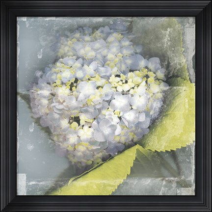 Framed Antique Bloom Print