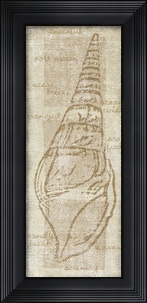 Framed Horn Shell Print
